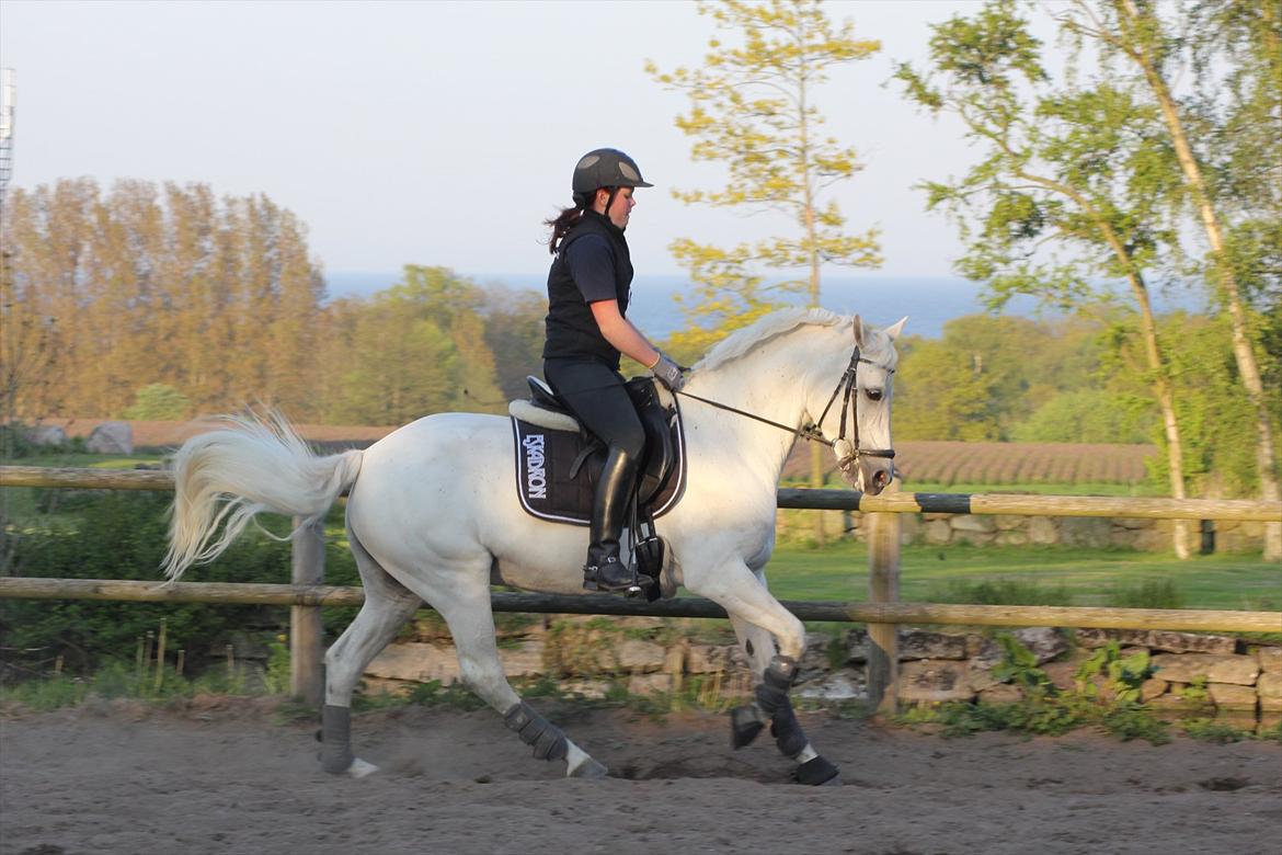 Connemara Skolekrogens Stasia *B PONY!* - ELSKER at ride den pony!

- at ride galop på Stasia, er som at ride galop på en stor hest. Det kan stadig være svært for mig at sidde der ;-) billede 5