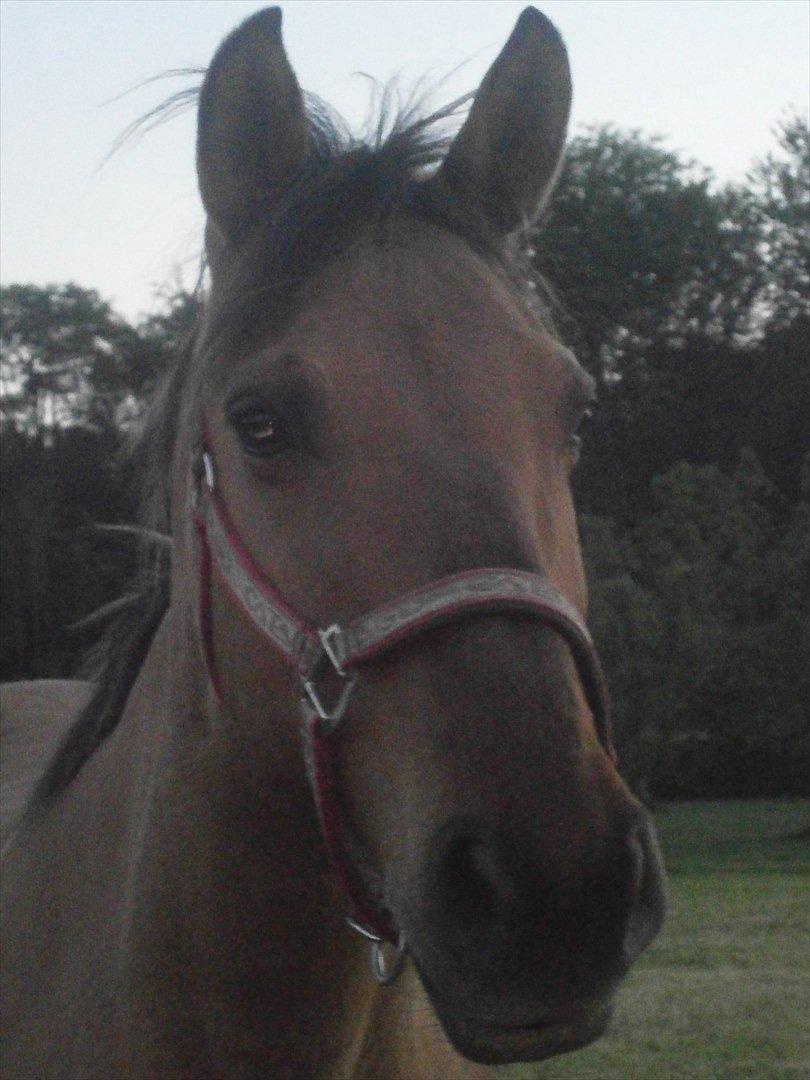 Anden særlig race Sweedy - Sweedy<3 billede 9