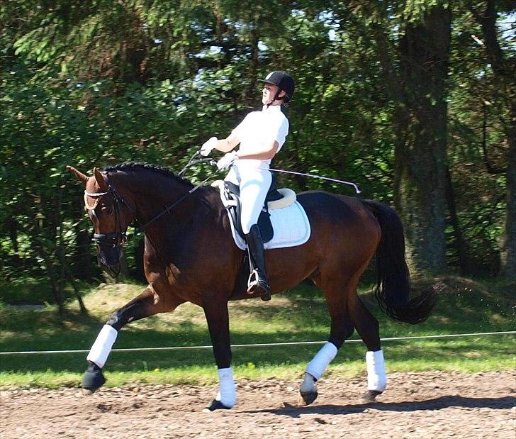 Holstener Dumbledore - Stævne i Søndertoft 2012 :-) billede 11