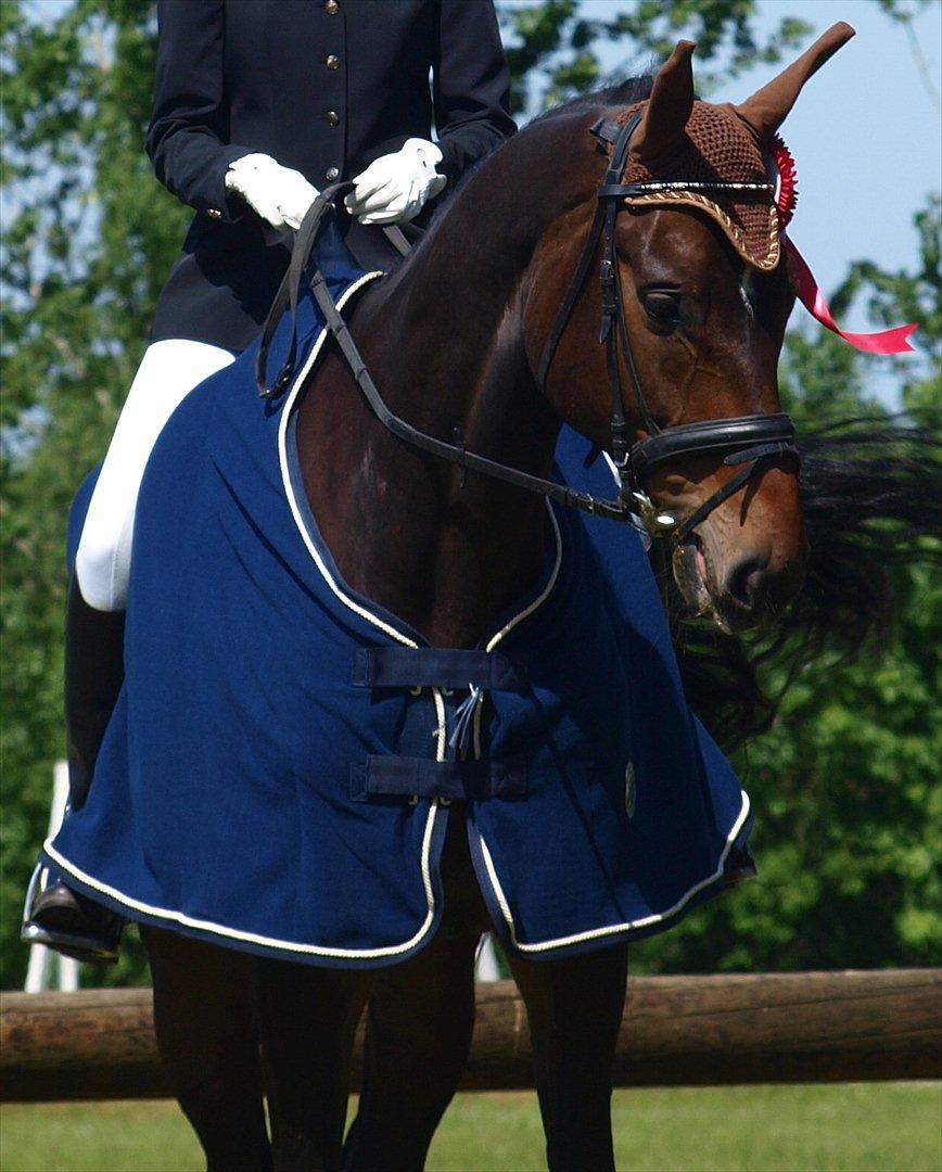 Holstener Dumbledore - Vinder af regionsmesterskabet for hold 2012 :-) billede 17