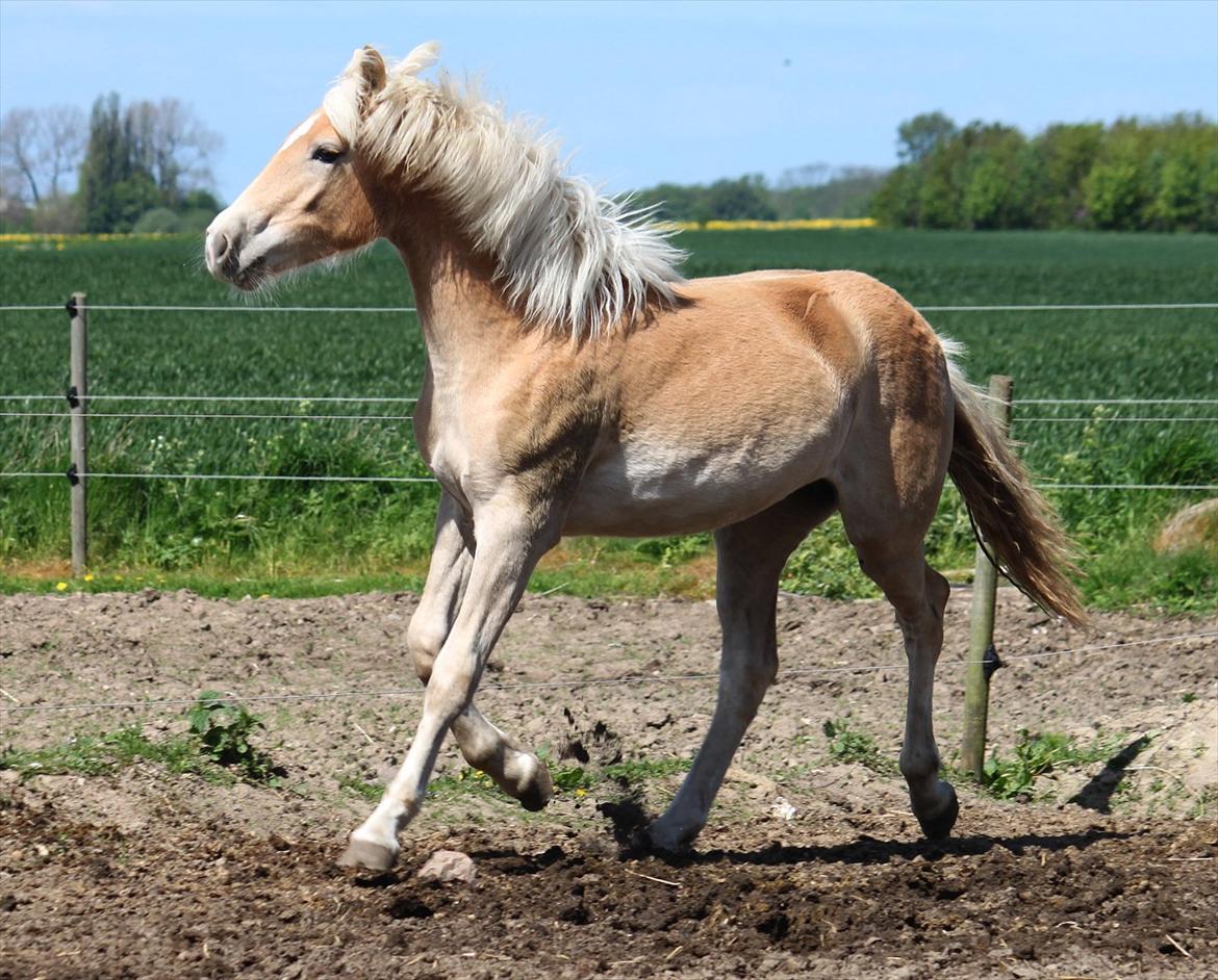 Tyroler Haflinger Himalaya af Hestehaven billede 16