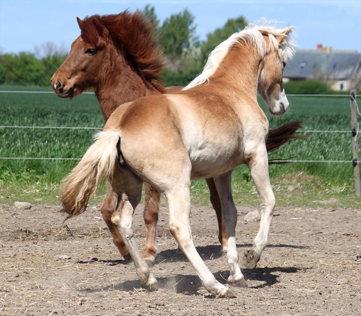 Tyroler Haflinger Himalaya af Hestehaven billede 17