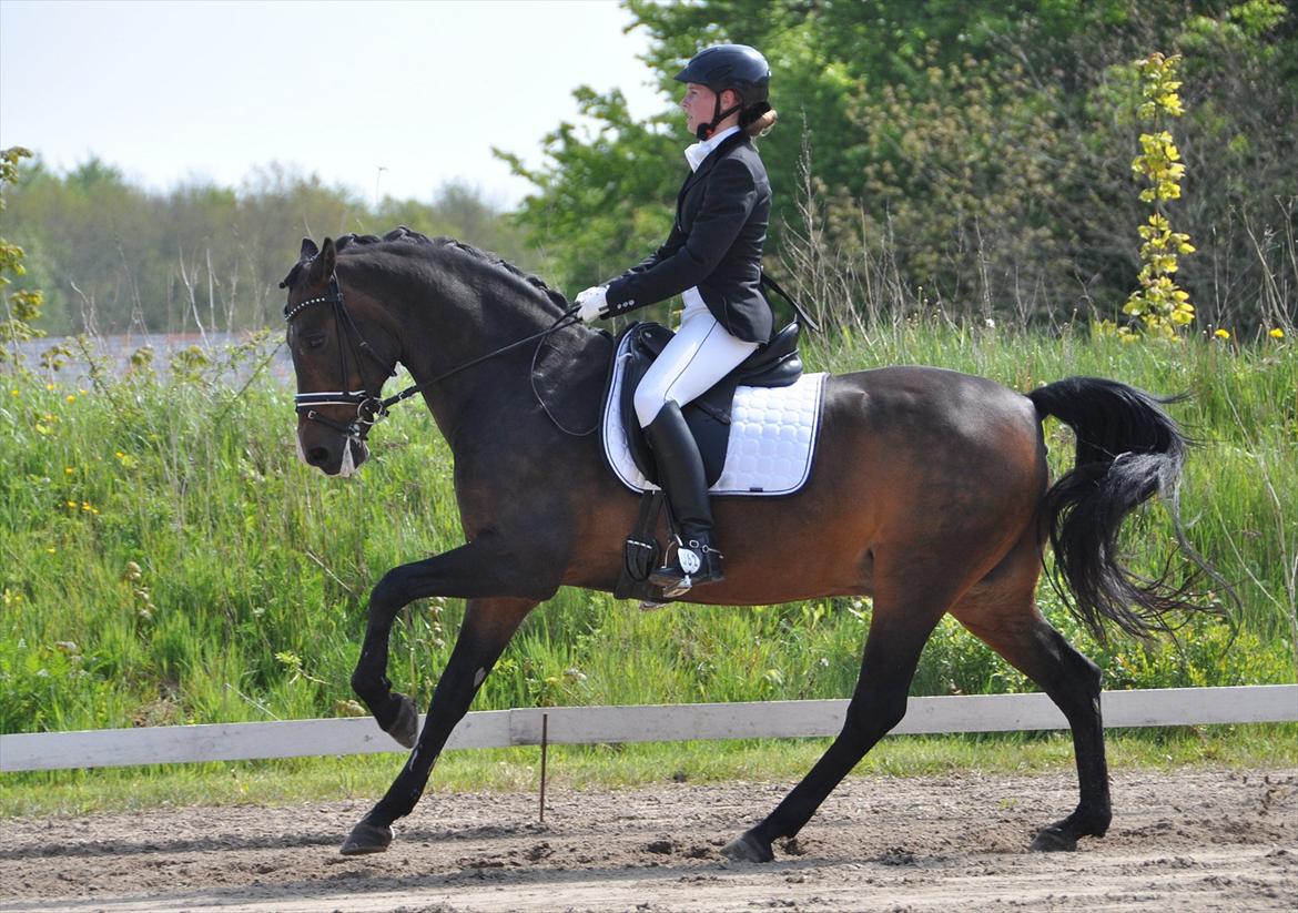 Tysk Sportspony Consider B-PONY - Lækker dreng i Aabenraa ;-) Ihh han er fantastisk. Foto Annemette Hansen billede 17