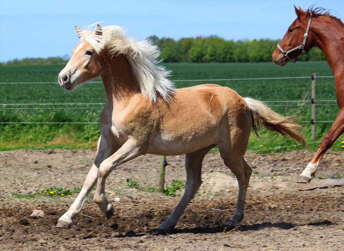Tyroler Haflinger Himalaya af Hestehaven billede 1