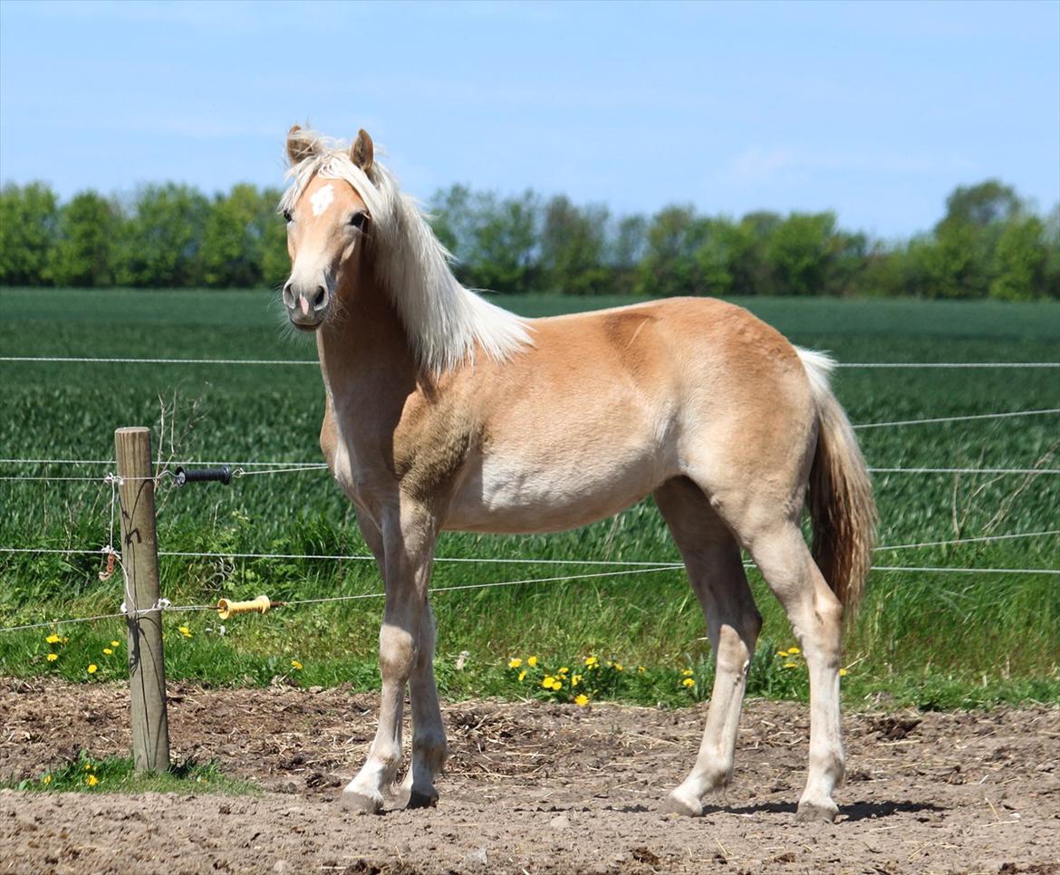 Tyroler Haflinger Himalaya af Hestehaven billede 18