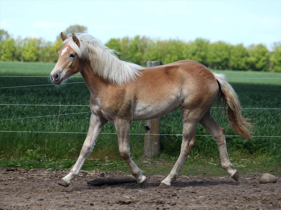 Tyroler Haflinger Himalaya af Hestehaven billede 19