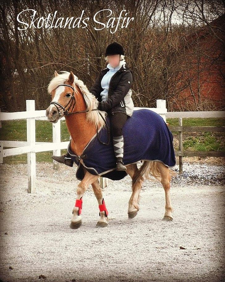 Haflinger Herkules *Stjerne ponyen!* - Fuck en lækker pony jeg har!  billede 3