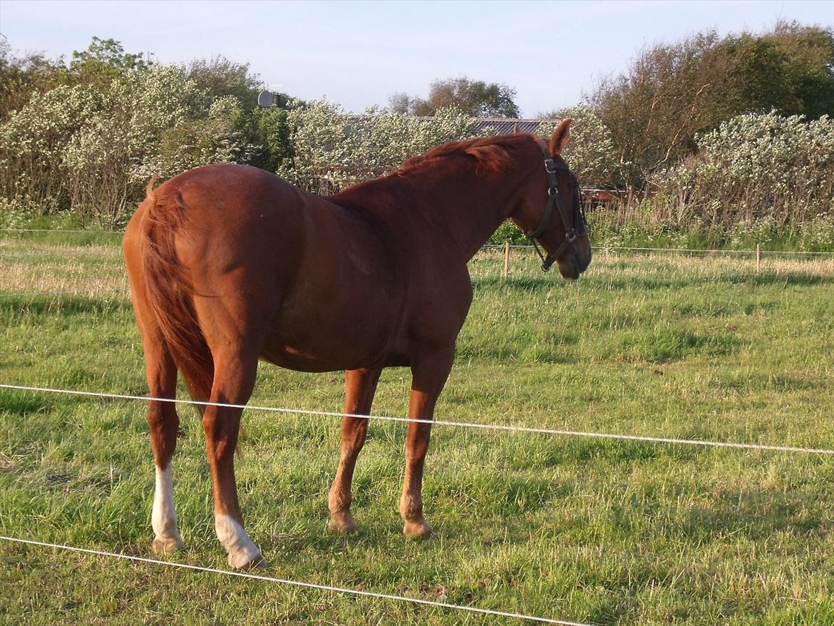 Oldenborg Bøgelys Dixi - Dixi som ikke vil fotograferes:-D<3 billede 12