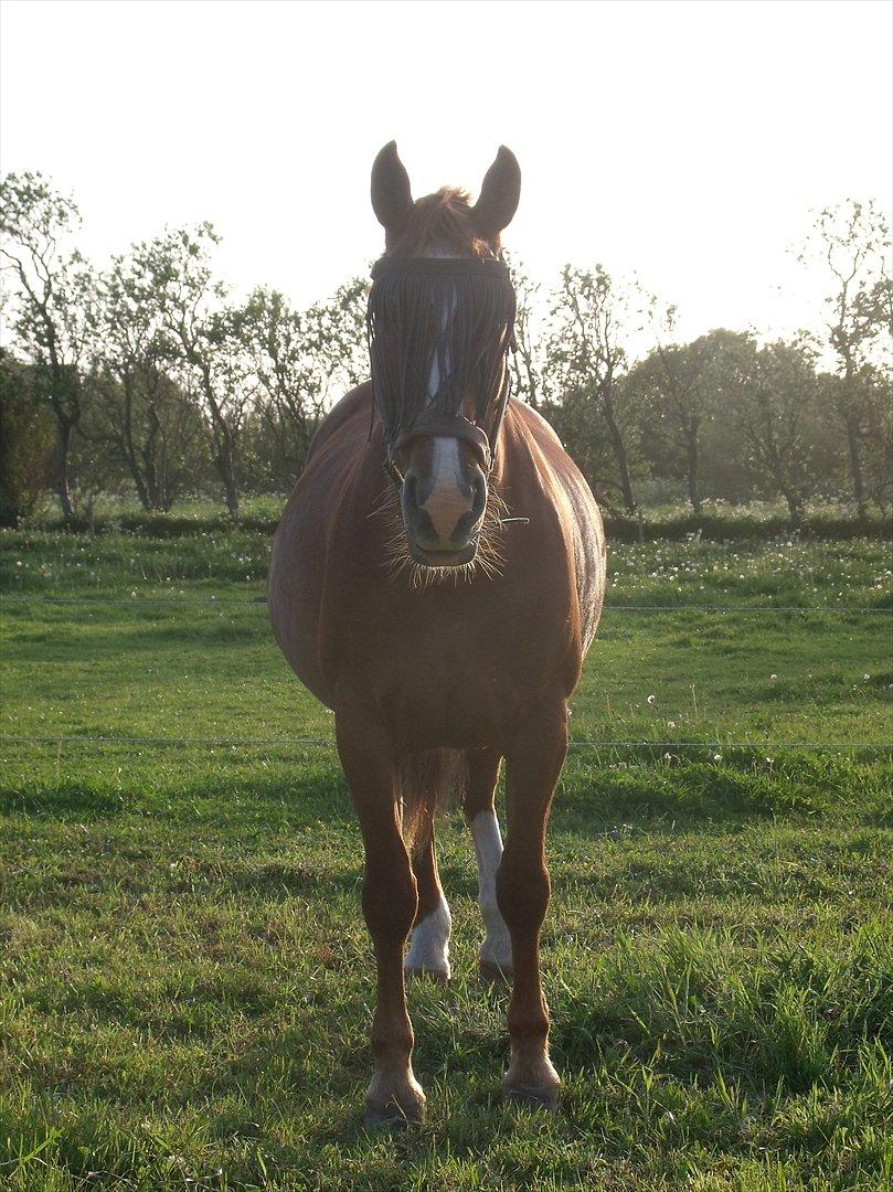 Oldenborg Bøgelys Dixi - Dixi:-* billede 13