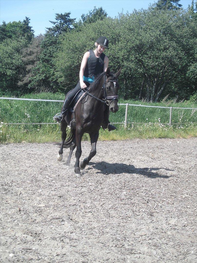 Dansk Varmblod Bakkebo´s Lucky Star billede 9