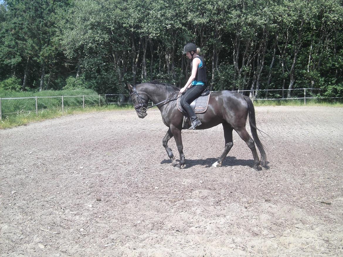 Dansk Varmblod Bakkebo´s Lucky Star billede 10