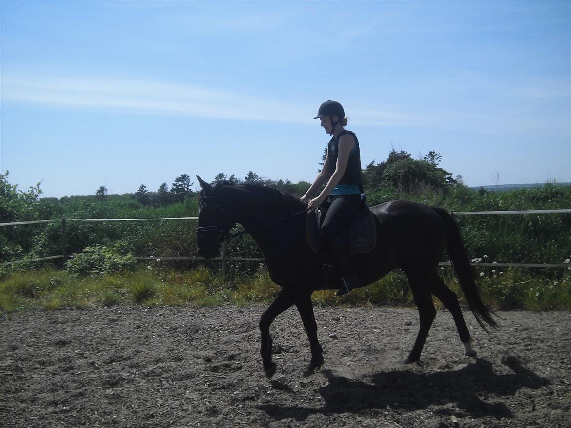 Dansk Varmblod Bakkebo´s Lucky Star billede 11