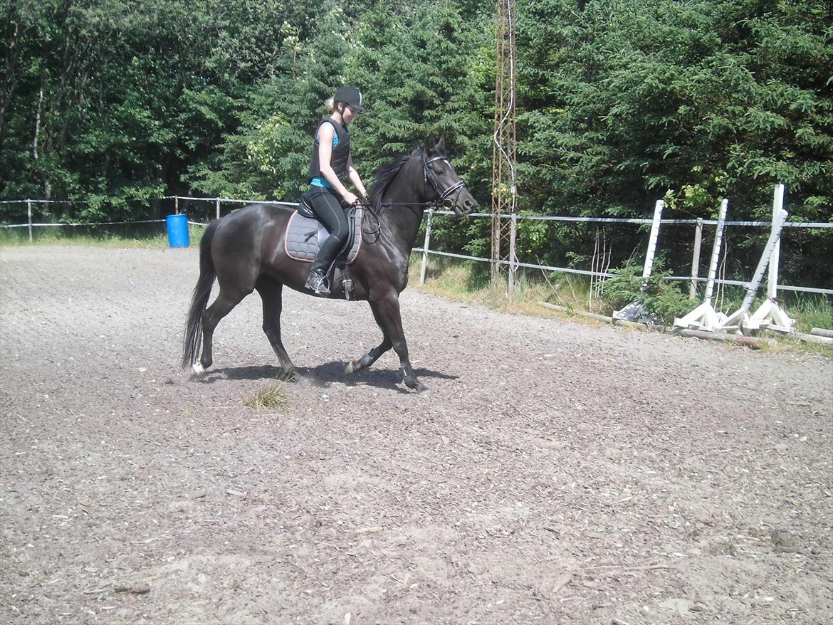 Dansk Varmblod Bakkebo´s Lucky Star billede 12