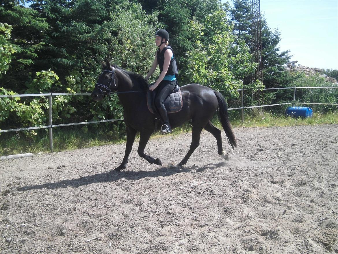 Dansk Varmblod Bakkebo´s Lucky Star billede 13