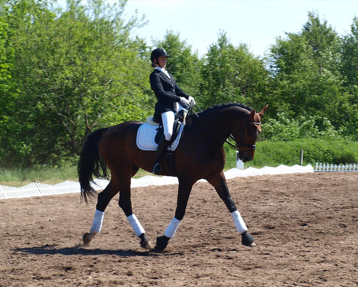 Holstener Dumbledore - Stævne i Søndertoft 2012. billede 13