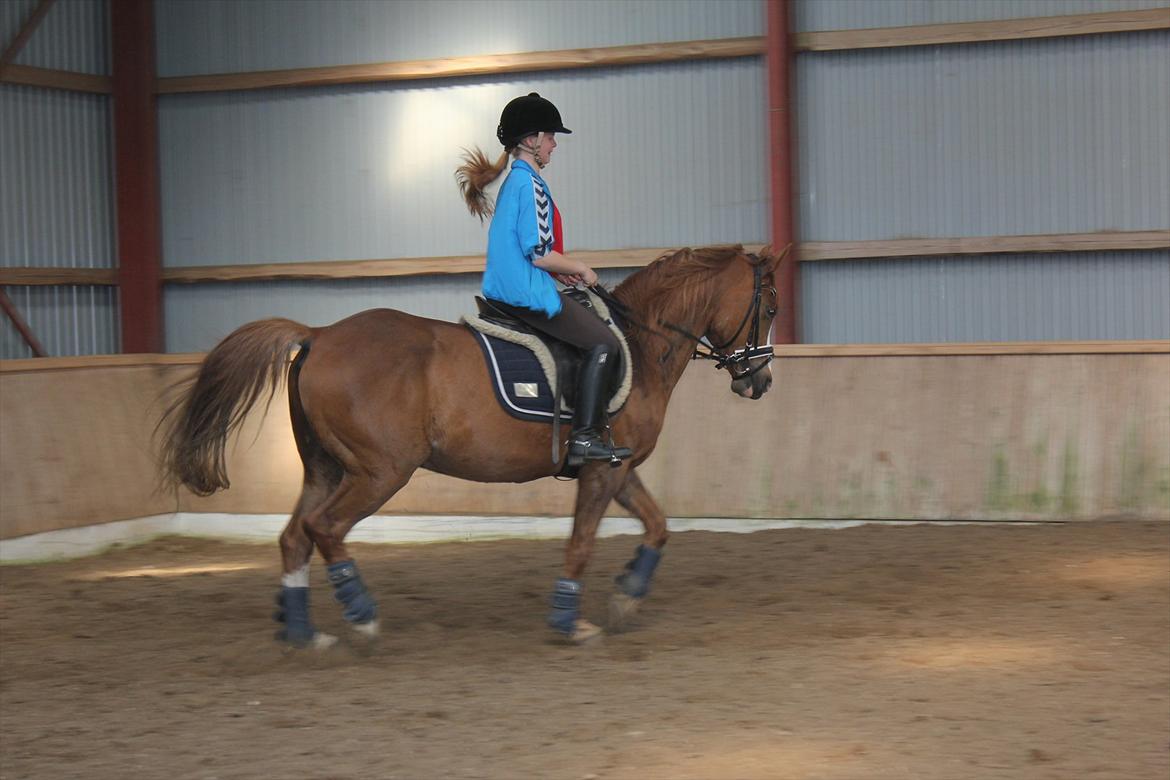 Anden særlig race Dreamer billede 16