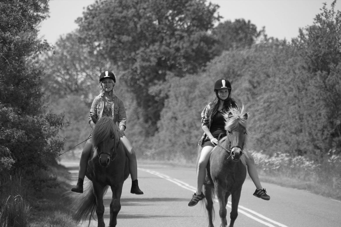 Islænder Emma - Mig Emma til højre og Emma på ari til venstre!<3 billede 3