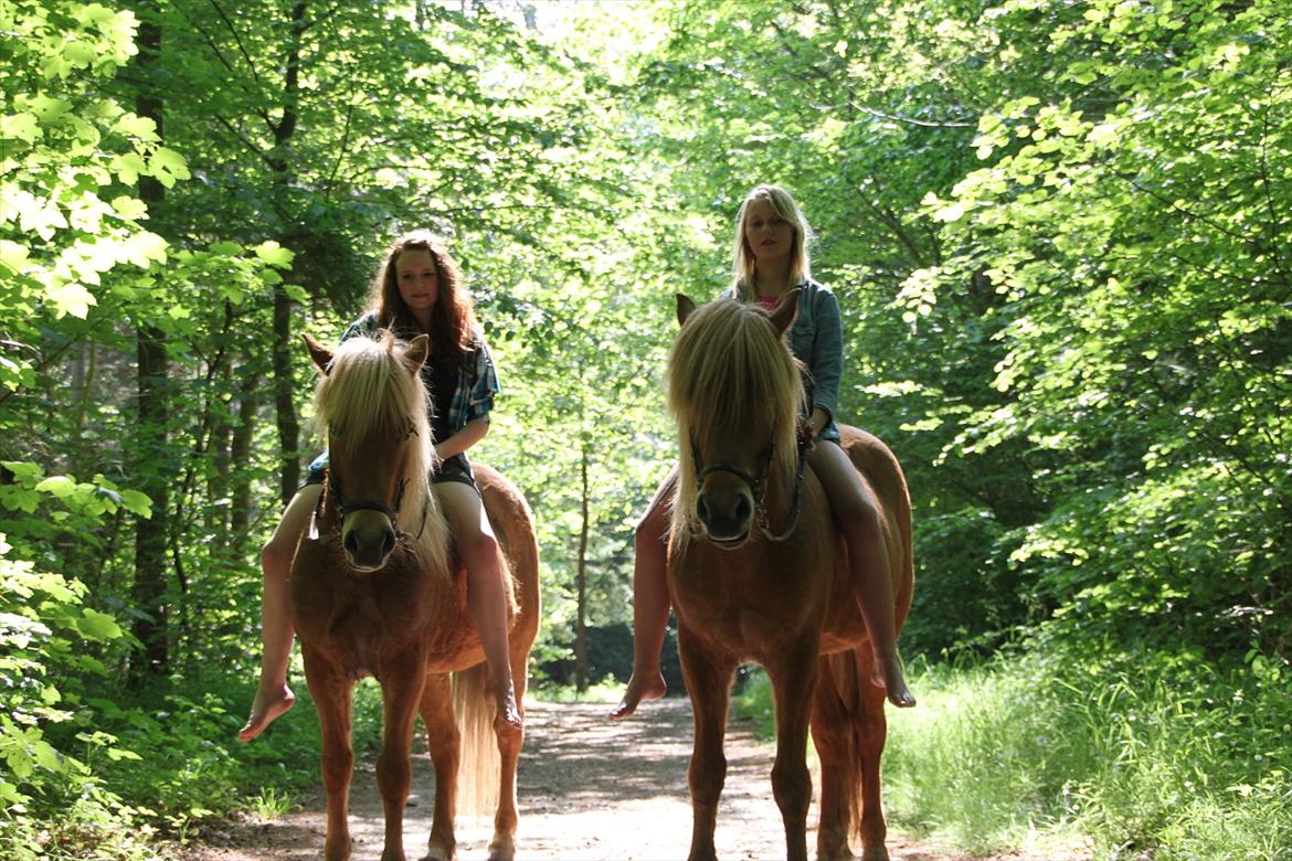 Islænder Emma - Mig på emma til venstre og Emma på ari til højre (mor og søn) billede 4