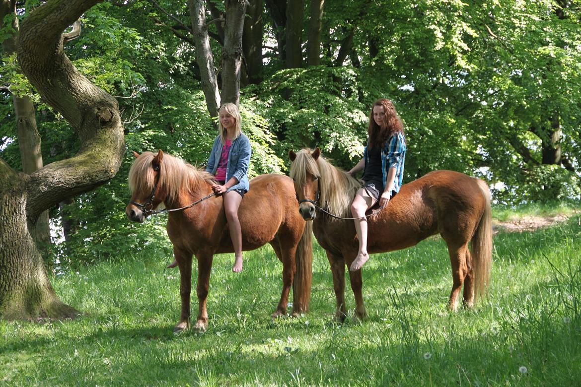 Islænder Emma - Mig Emma til højre og Emma på ari til venstre!<3 billede 5