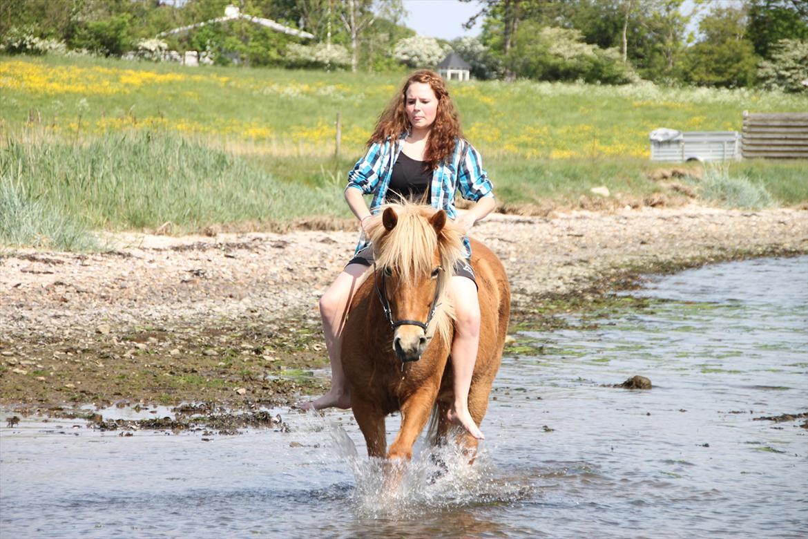 Islænder Emma billede 6