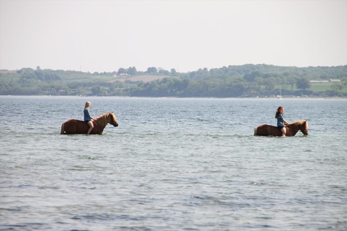 Islænder Emma - love it!!<3 :i billede 7
