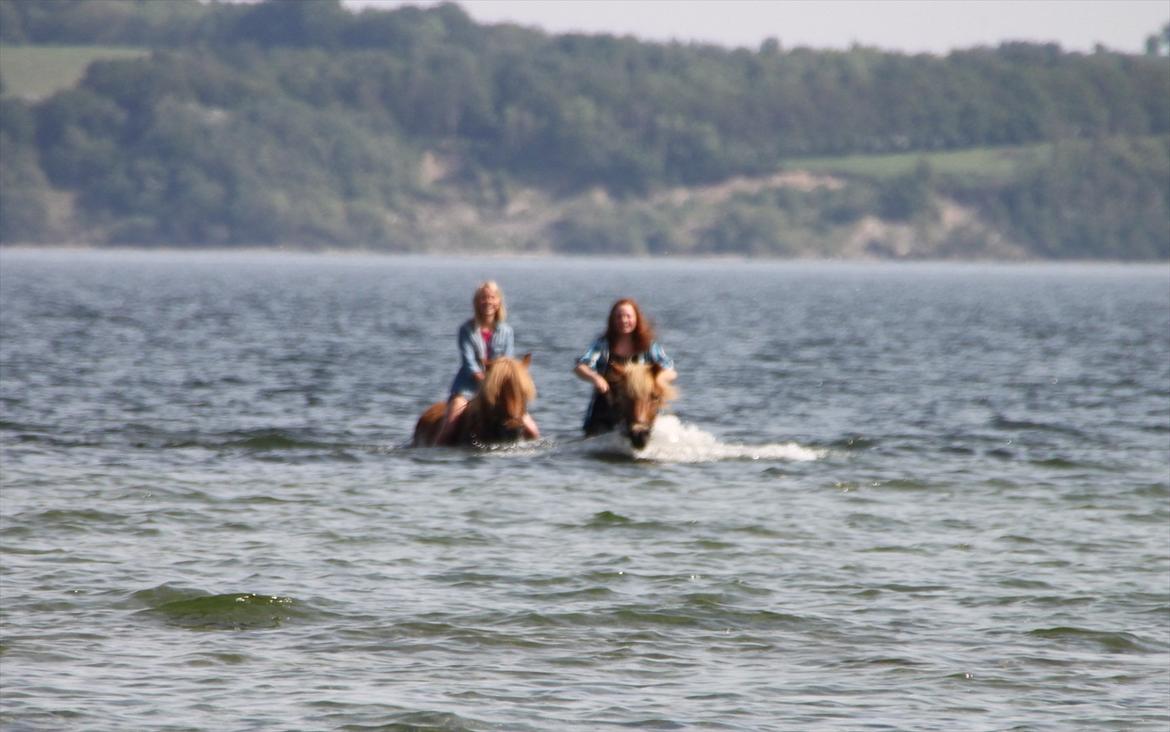 Islænder Emma - Svømme svømme mig og Emma Rytter (mor og søn)(hest) billede 8