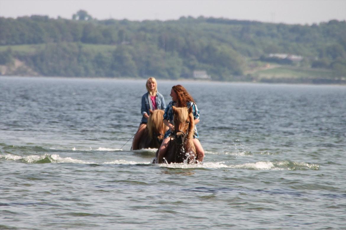 Islænder Emma billede 9