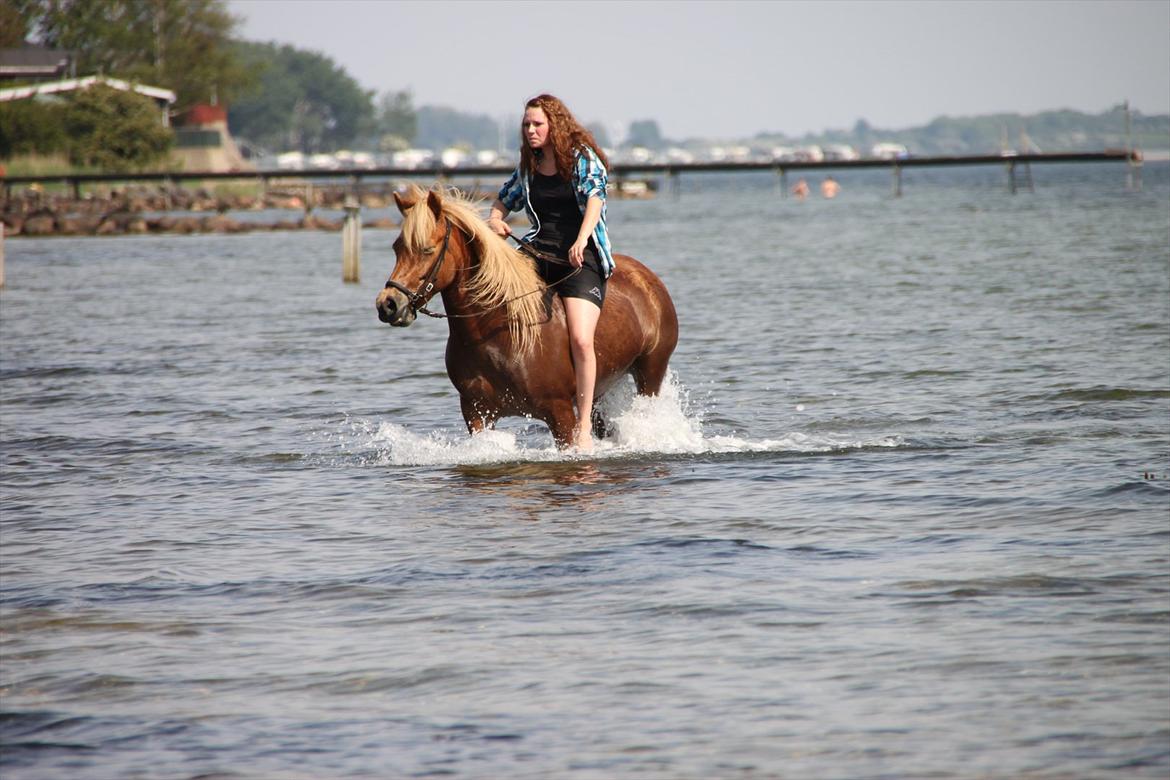 Islænder Emma billede 11