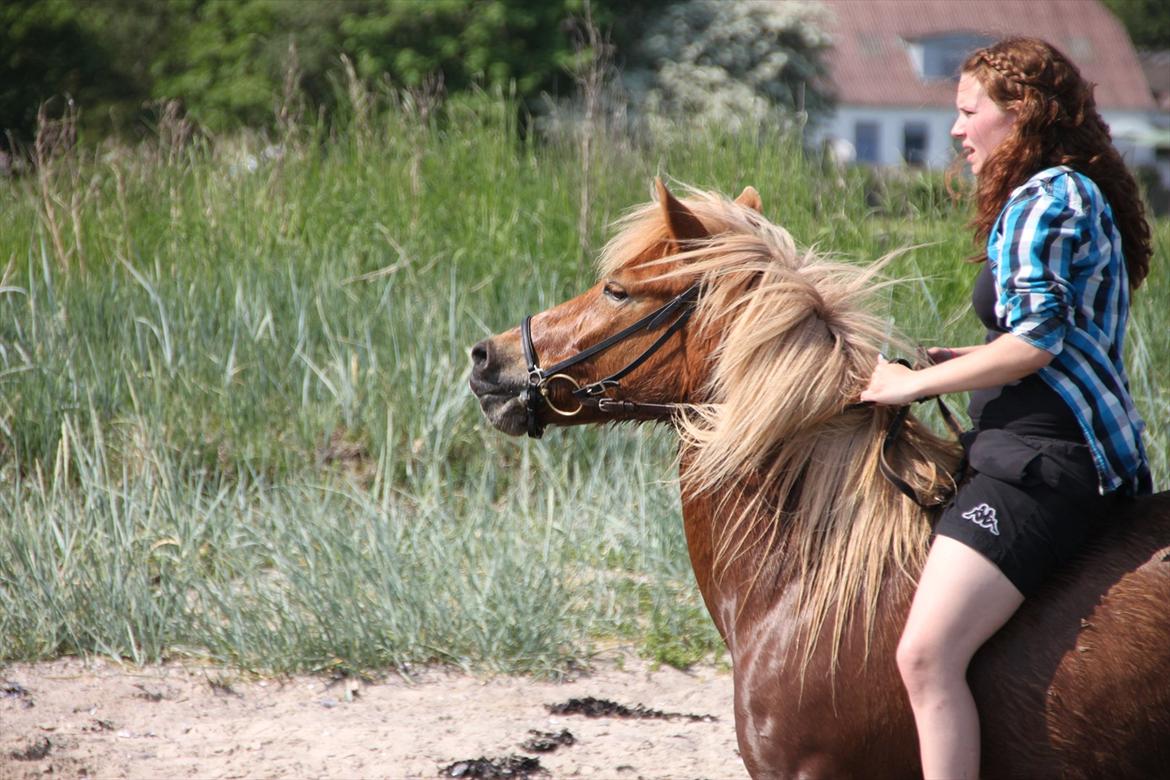 Islænder Emma - Tølt i strandkalten billede 12