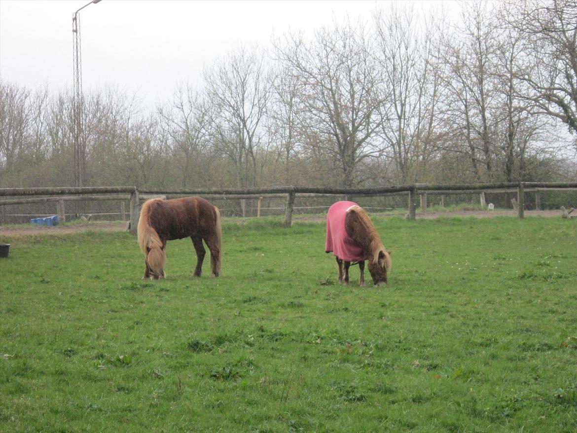 Islænder Emma - Mine to dejlige halvparter :)<3 billede 13