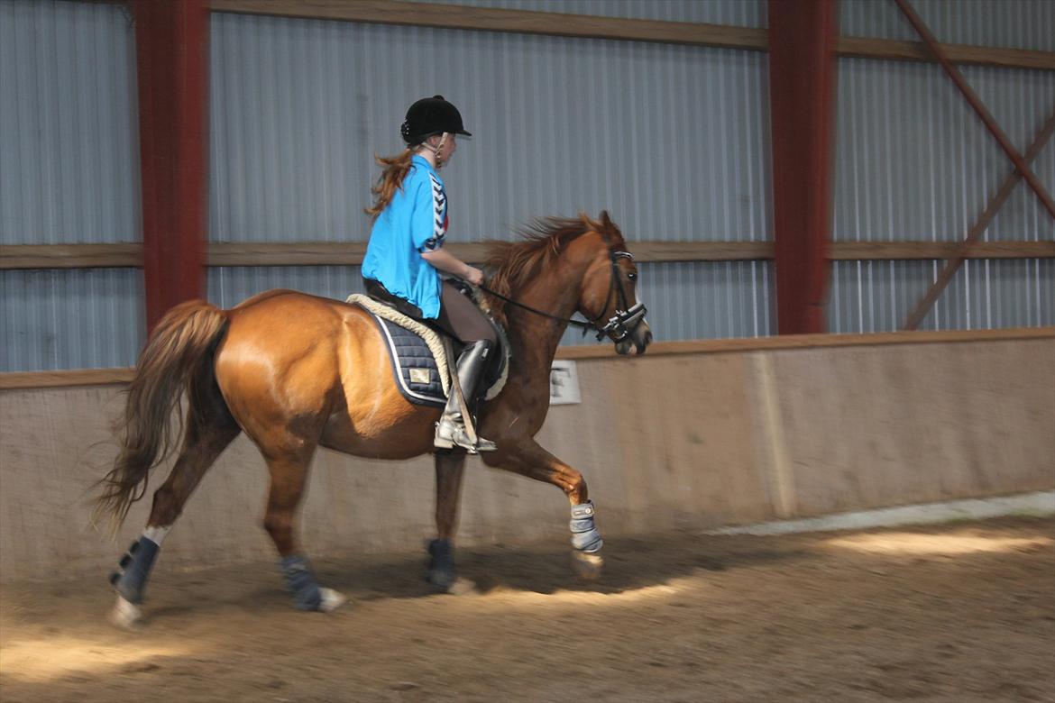 Anden særlig race Dreamer billede 18