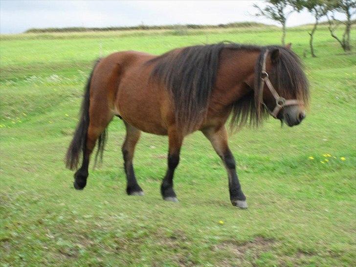Shetlænder vinny v. stal tasselaar - vinny sommer 2011 billede 1