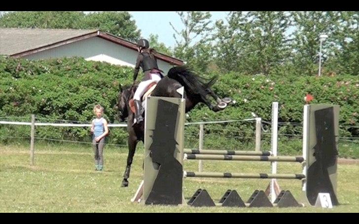 Hannoveraner Enrico - Den tror selv den springer grand prix, men må nok desværre skuffe den med at det kun er 100 cm... xD aaahaha -Stævne i løgstør med 0 fejl!<3 Min stjerne!<3 billede 11