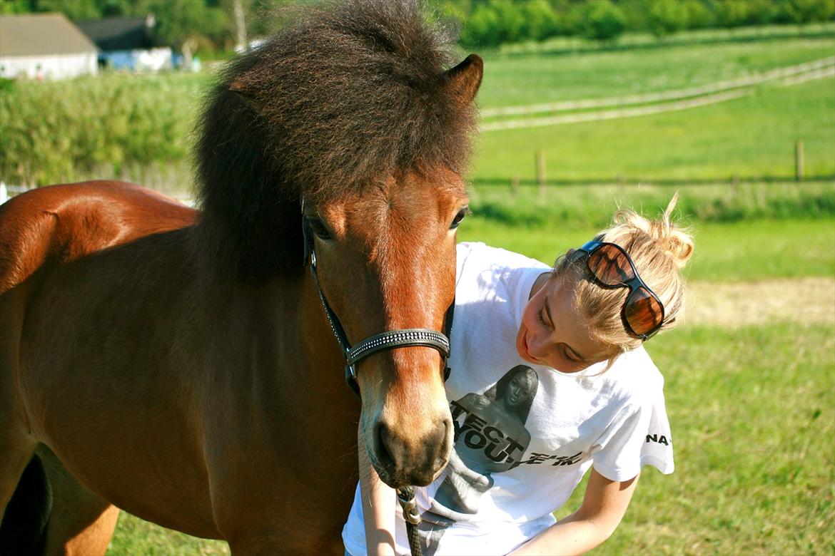 Islænder Lettir fra Skovbogaard - Pinsestævnet 2012, meget stolt af min hest! billede 4
