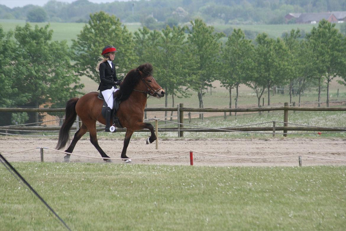 Islænder Lettir fra Skovbogaard - Pinsestævnet 2012 billede 14
