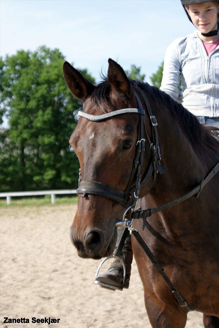 Anden særlig race Busse - Fotograf: Zanetta Seekjær billede 1