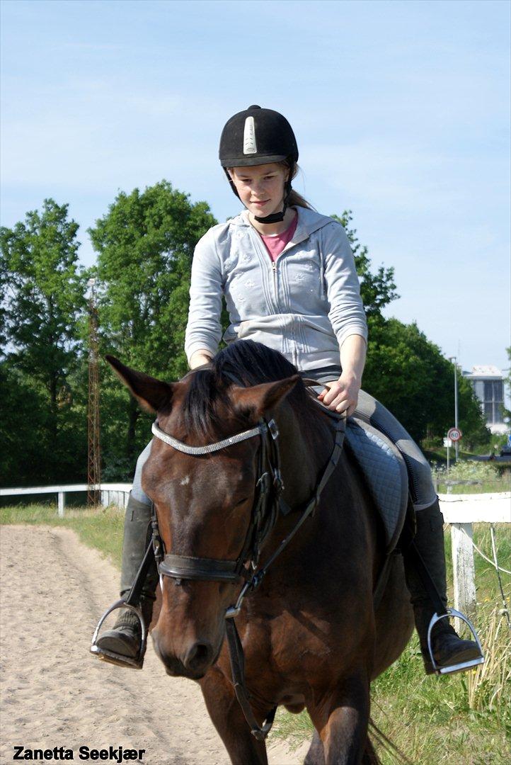 Anden særlig race Busse - Fotograf: Zanetta Seekjær billede 2