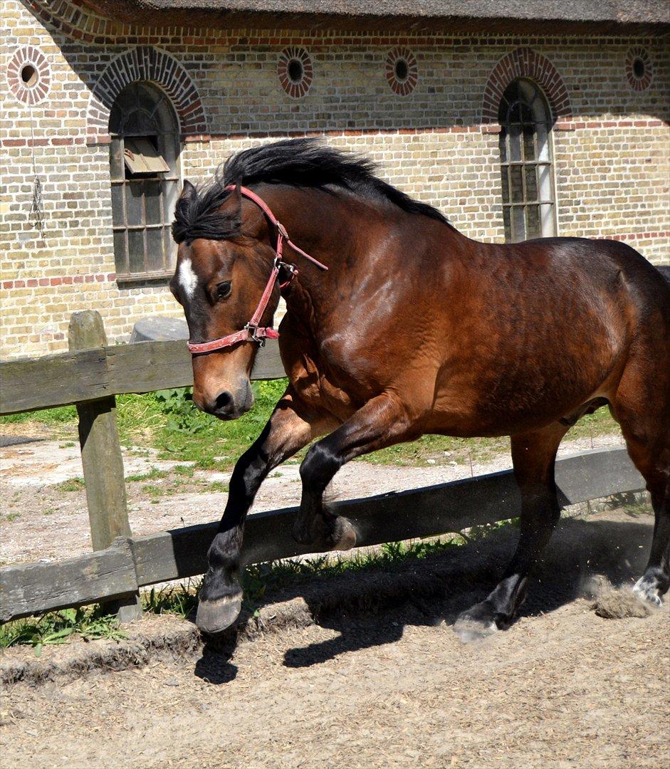 Welsh Cob (sec D) Låddenhøjs Donnovan [Tidl. Part] - Han giver den gas! billede 8