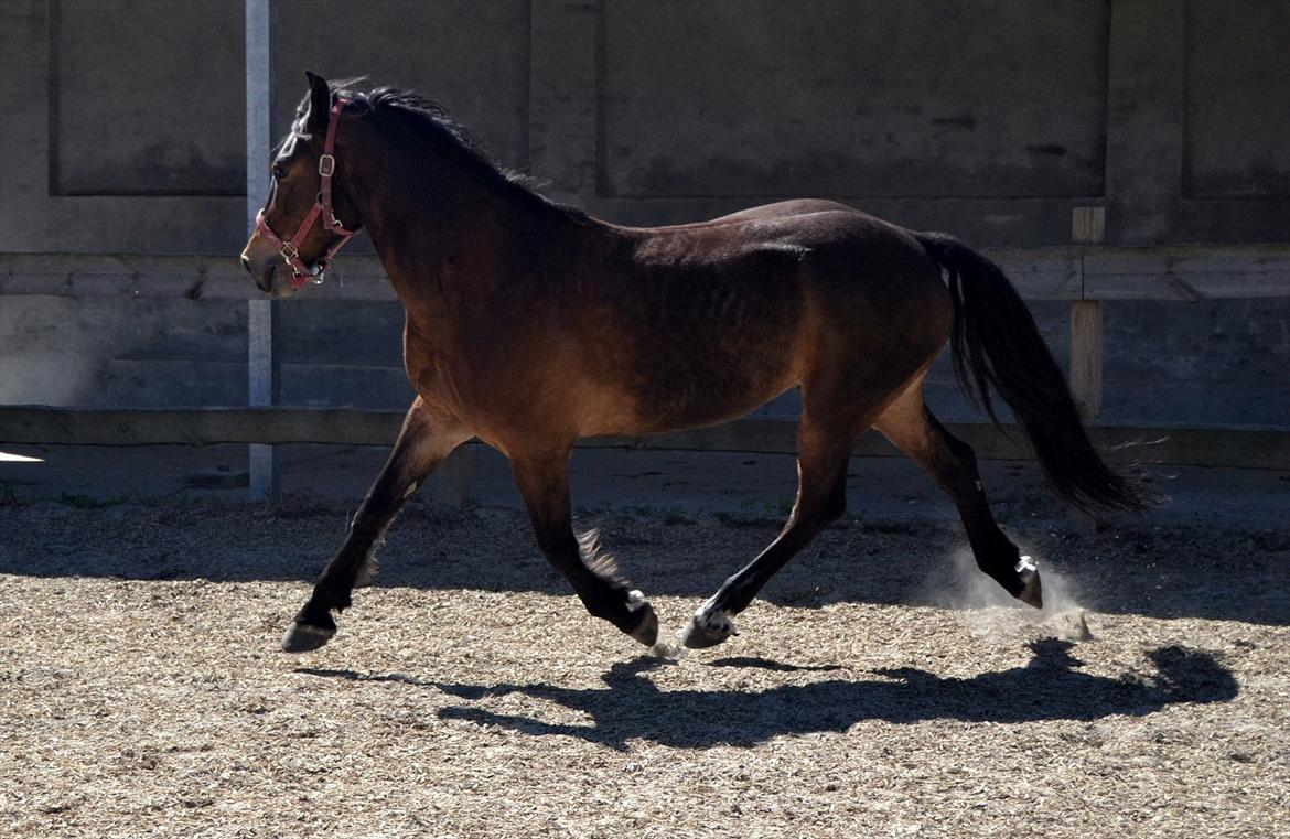 Welsh Cob (sec D) Låddenhøjs Donnovan [Tidl. Part] billede 9