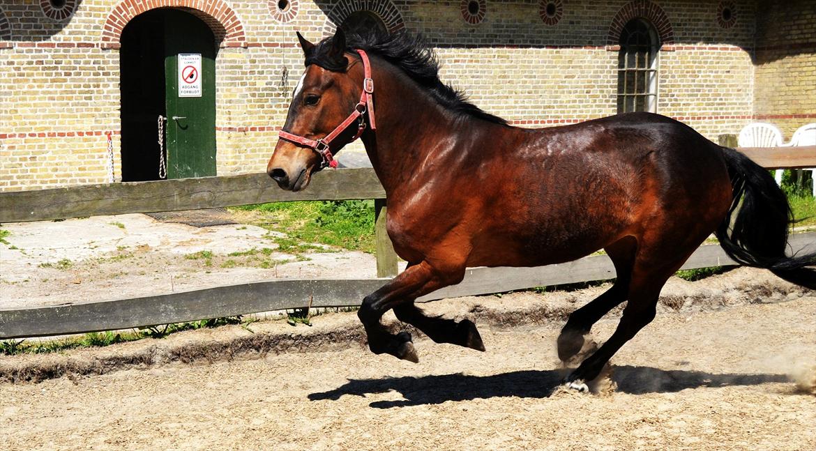 Welsh Cob (sec D) Låddenhøjs Donnovan [Tidl. Part] billede 10