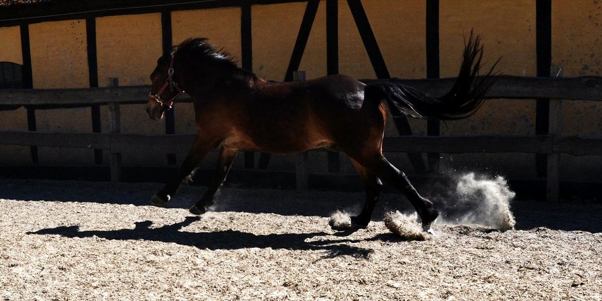 Welsh Cob (sec D) Låddenhøjs Donnovan [Tidl. Part] billede 11