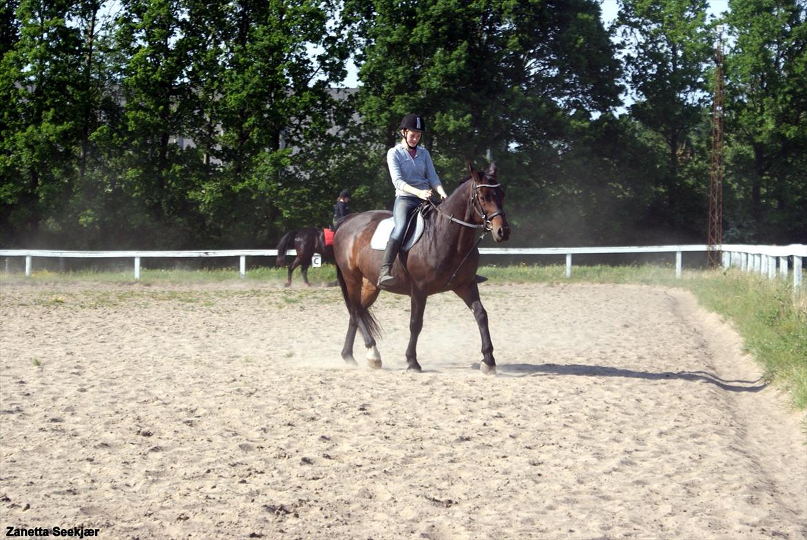 Anden særlig race Busse - Fotograf: Zanetta Seekjær billede 4