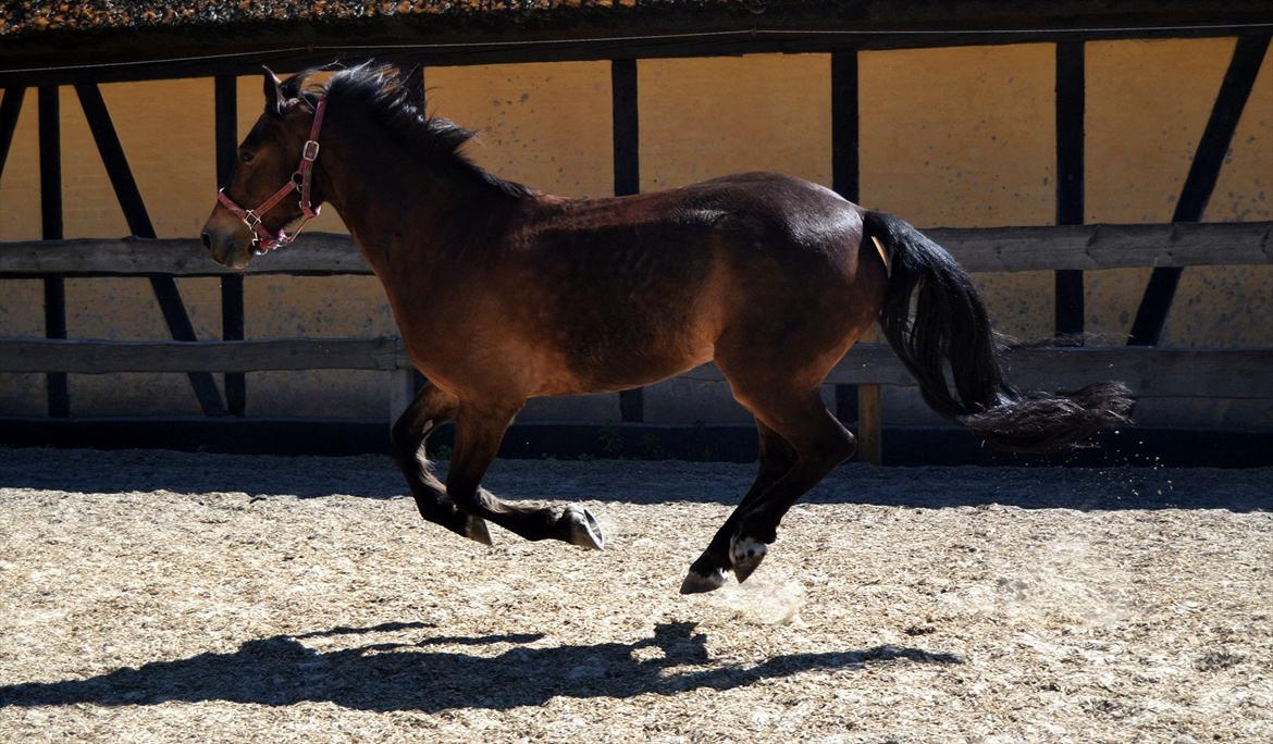 Welsh Cob (sec D) Låddenhøjs Donnovan [Tidl. Part] billede 12