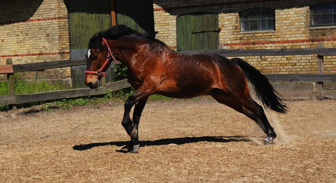Welsh Cob (sec D) Låddenhøjs Donnovan [Tidl. Part] billede 13
