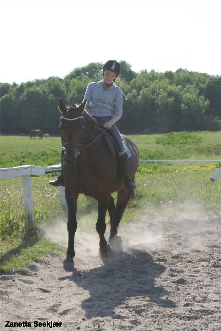 Anden særlig race Busse - Fotograf: Zanetta Seekjær billede 6