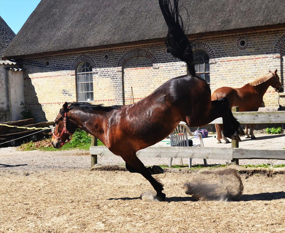Welsh Cob (sec D) Låddenhøjs Donnovan [Tidl. Part] billede 14