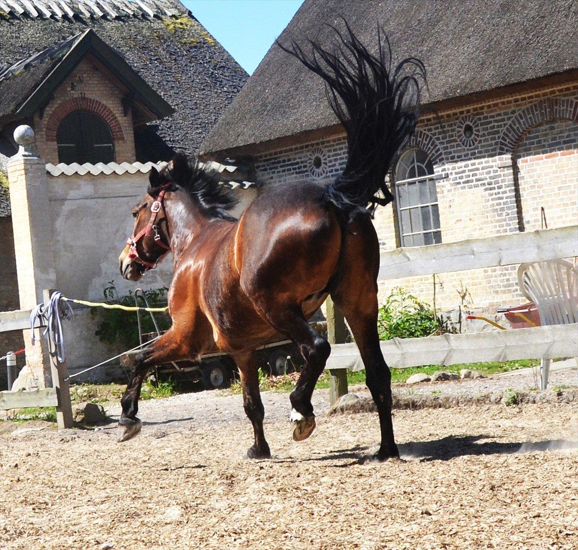 Welsh Cob (sec D) Låddenhøjs Donnovan [Tidl. Part] billede 15