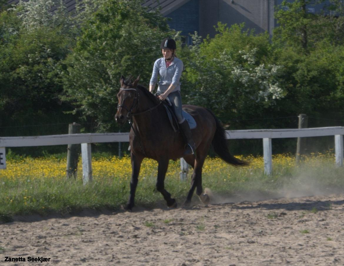 Anden særlig race Busse - Fotograf: Zanetta Seekjær billede 7
