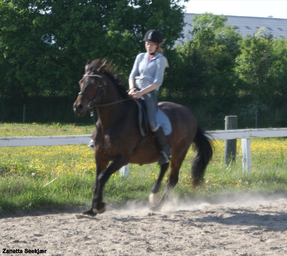 Anden særlig race Busse - Fotograf: Zanetta Seekjær billede 8