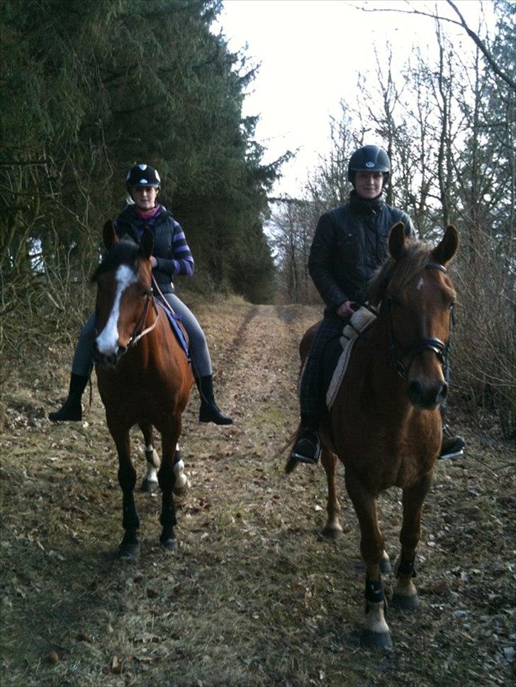 Knabstrupper Robino Heden *solgt* billede 17